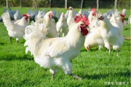 养鸡过程中容易出现的问题