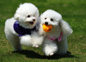 天津犬舍出售纯种罗威纳犬防暴犬大型犬宠物狗狗市场在哪卖狗
