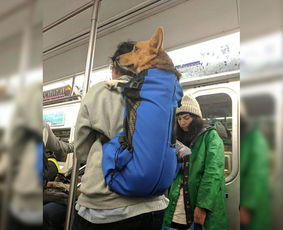 宠物狗狗纯种法斗犬图片