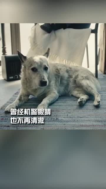 茶杯犬