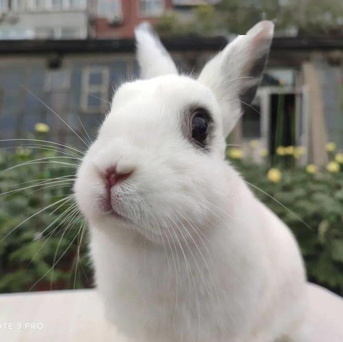 草地宠物动物兔子图片摄影图