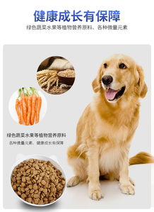 宠物柴犬狗高清摄影大图