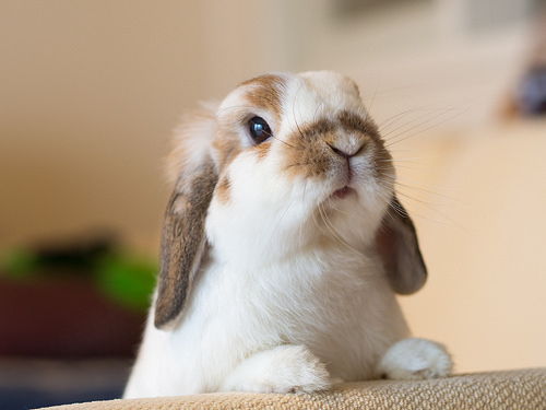 荷兰侏儒兔图片