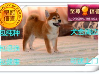 小型犬智商排名