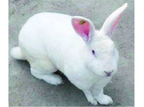 体型由于基因已经定型,小心不良商贩,用普通兔冒充多瓦夫兔.