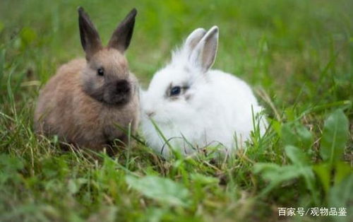 养兔子的伙伴们手机里有什么宠物兔可爱的图片呢