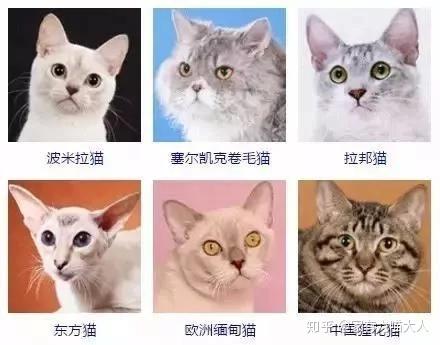 超级可爱的猫咪头像