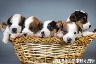全球最丑的十大狗狗排名,中国竟然榜上有名