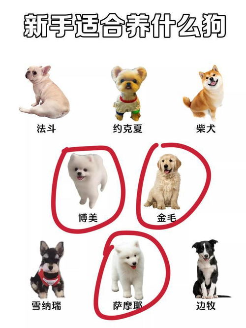 纯白色的狗有哪些品种