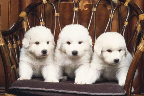 唐山宠物狗犬舍出售纯种大白熊犬
