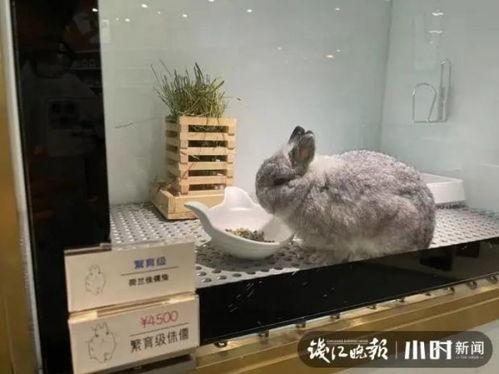 宠物兔子多少钱一只
