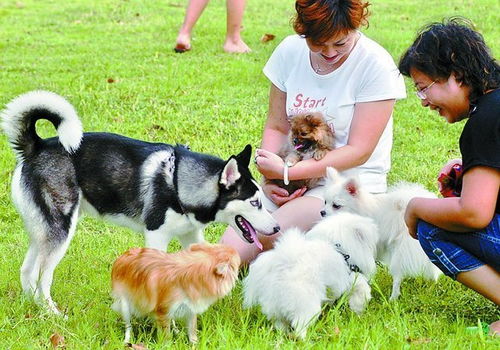 广州哪里有卖博美犬广州哪里有卖宠物狗