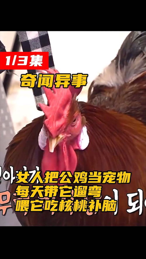 鸡年说鸡,24种云南人吃鸡方法,最后一种居然是...