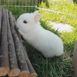 今年兔子市场价格怎样一只种兔多少钱