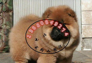 长沙市养犬管理禁养犬只名单