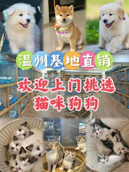 别管养的是什么犬,4种基础科目狗狗都能会