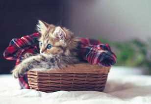 养猫建议养一次布偶猫,它能让你