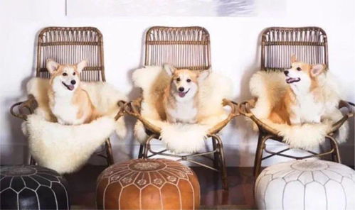 呆萌可爱宠物小猫咪狗狗动物图案抱枕定制来图定做照片沙发靠垫背