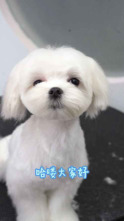 芜湖宠物狗狗犬舍出售纯种高加索犬大型犬宠物狗网站哪里有卖