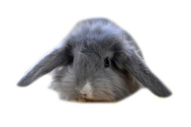 辽宁开原种兔养殖场兔子价格