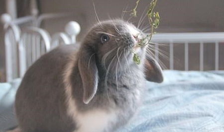关于兔子不吃提草的问题解决方案
