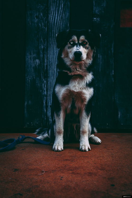 福州宠物狗狗犬舍出售纯种边牧幼犬领养边境牧羊犬