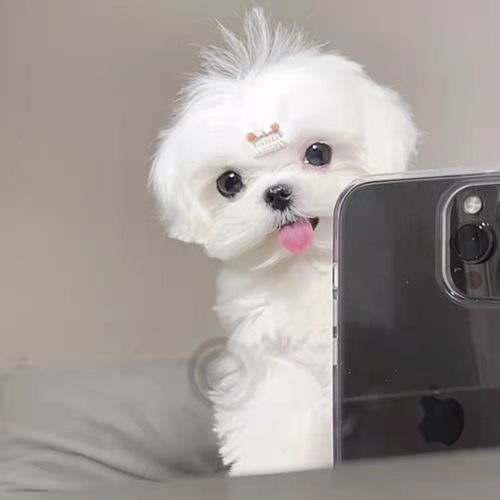 可爱单身狗表情网络可爱宠物狗素材图片免费下载
