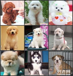 苏州宠物狗狗犬舍出售纯种俊介犬活体小型犬