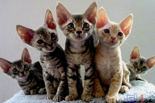 世界上最受喜爱的8种宠物猫,第五种60