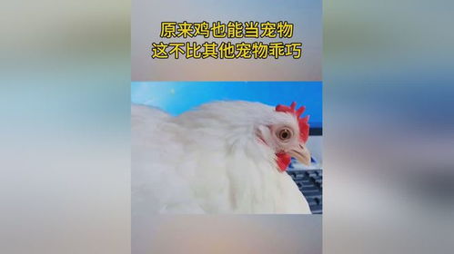 狗狗和公鸡为食物大战,周围人都来驻足观看,结果让人险笑出内伤