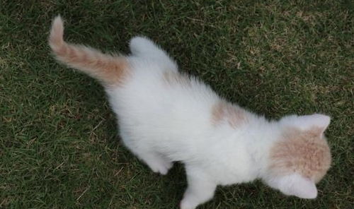 美国短毛猫中或大型宠物猫的代表,可爱并且温顺的短毛猫