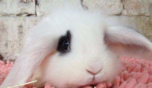 兔子能吃芹菜叶吗