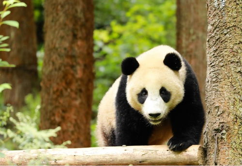 萌宠排行榜前五名,熊猫是最后一名,第一名竟是它