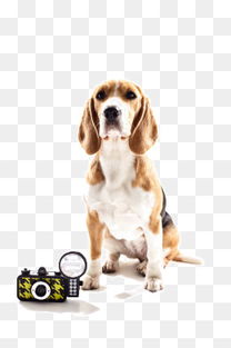 咸阳宠物狗狗犬舍出售纯种高加索犬大型犬宠物狗网站哪里有卖