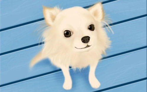 白色宠物狗图片,高清大图