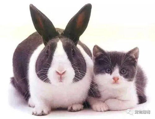 宠物兔会与主人互动吗