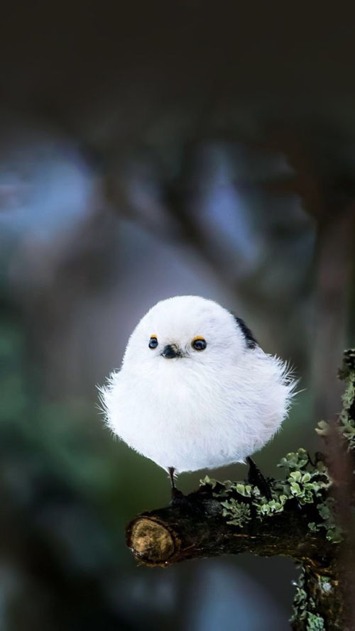 小山鸡养殖指南