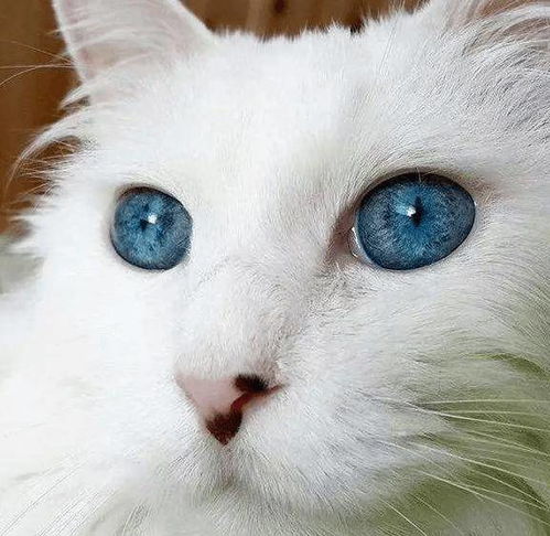 猫咪眼睛护理