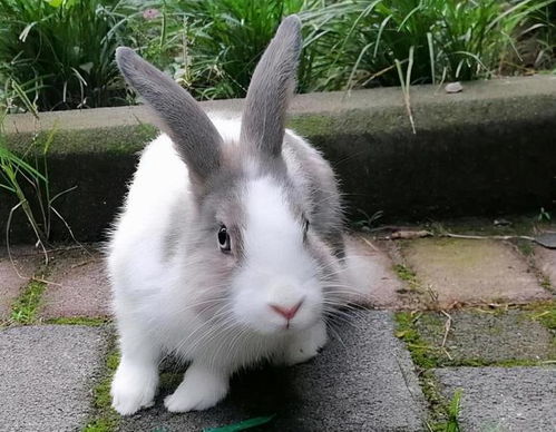 一个月前网购的侏儒兔,好像越长越大了,难道我又被骗了
