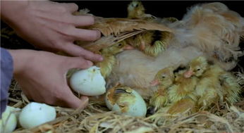 芦丁鸡养殖业盲目过热,背后的坑很容易被忽视,造成鸡飞蛋打