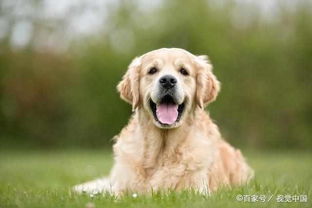 重庆狗场出售纯种萨摩耶犬宠物狗市场在哪卖狗的地方在哪买狗