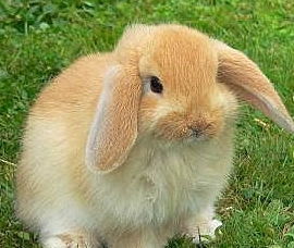 英国一女子养巨型宠物兔,将其打造成明星,脸书上收获一众粉丝