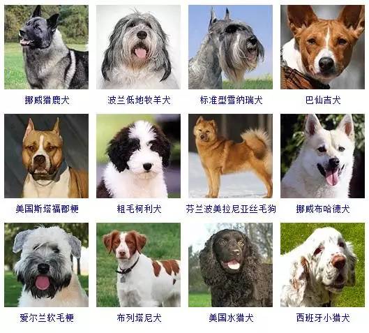 柯基犬耳螨有传染性,虽不传染给人,但要怎么处理