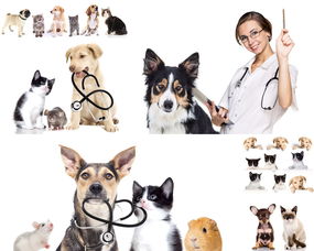 多家保险巨头入局宠物医疗险,宠物医疗的完善会对宠物主人带来怎样的益处