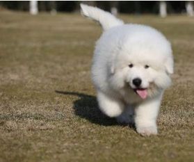 出售一窝机灵可爱家养的巴哥犬宝宝,很聪明的狗狗