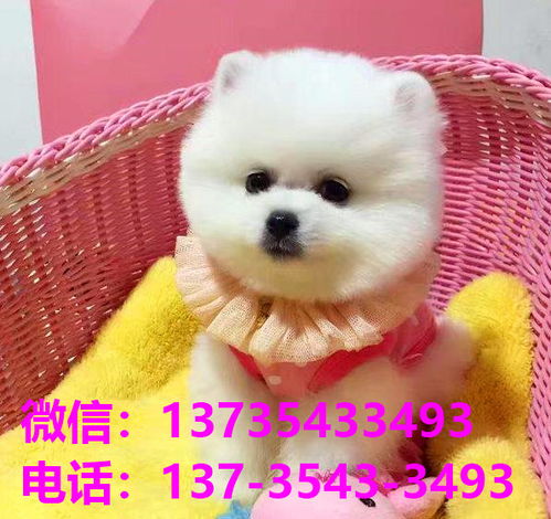 三明宠物狗犬舍出售纯种大白熊犬