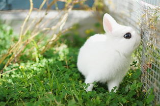 花园中可爱的小兔子摄影图片