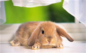 新郑市獭兔种兔小兔价格种兔出售