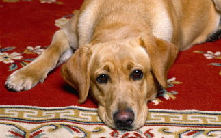 无锡犬舍宠物狗狗出售纯种萨摩犬幼犬白色萨摩耶犬领养