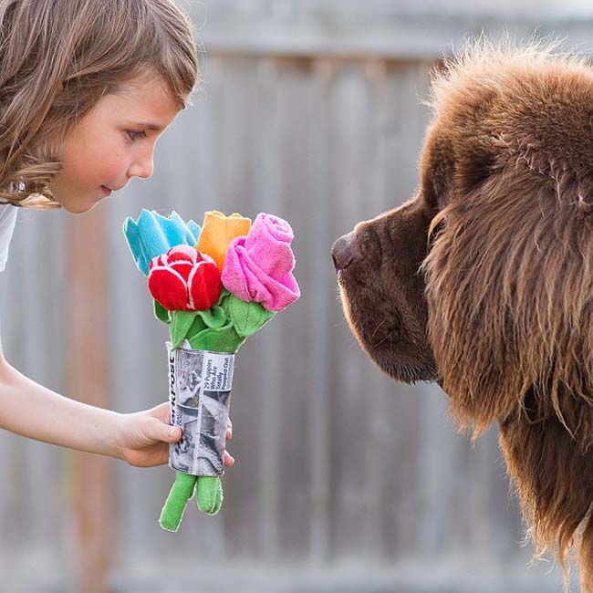 天宇犬舍出售古牧幼犬